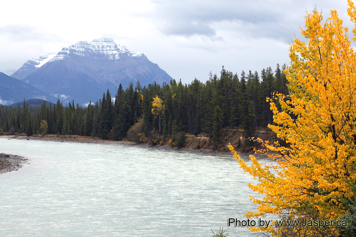 Fall Colors Jasper Alberta Canada